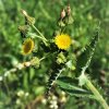 Sonchus asper